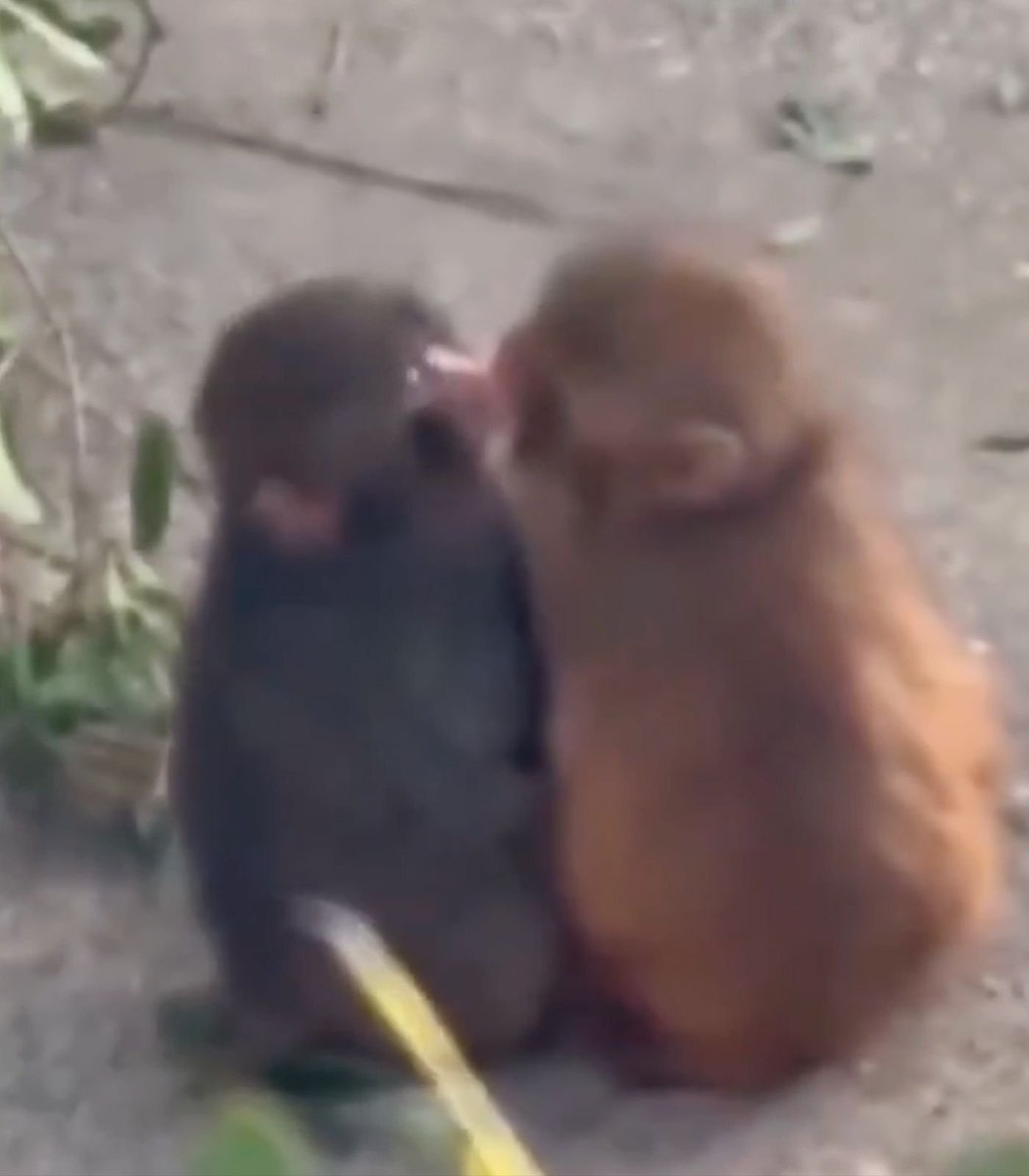 Polymarket tweet media