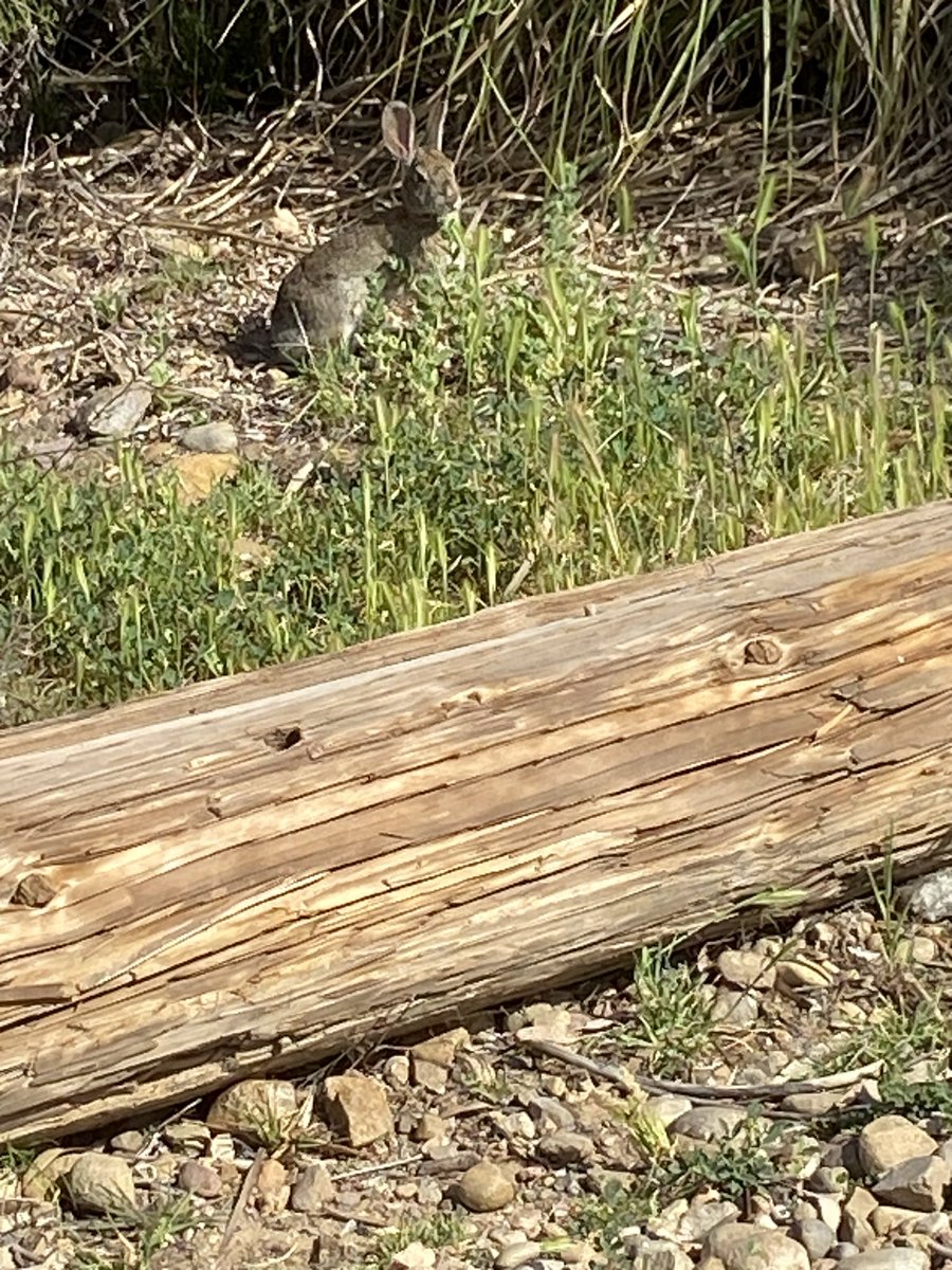 Saw this little guy in Mission Trails park yesterday.