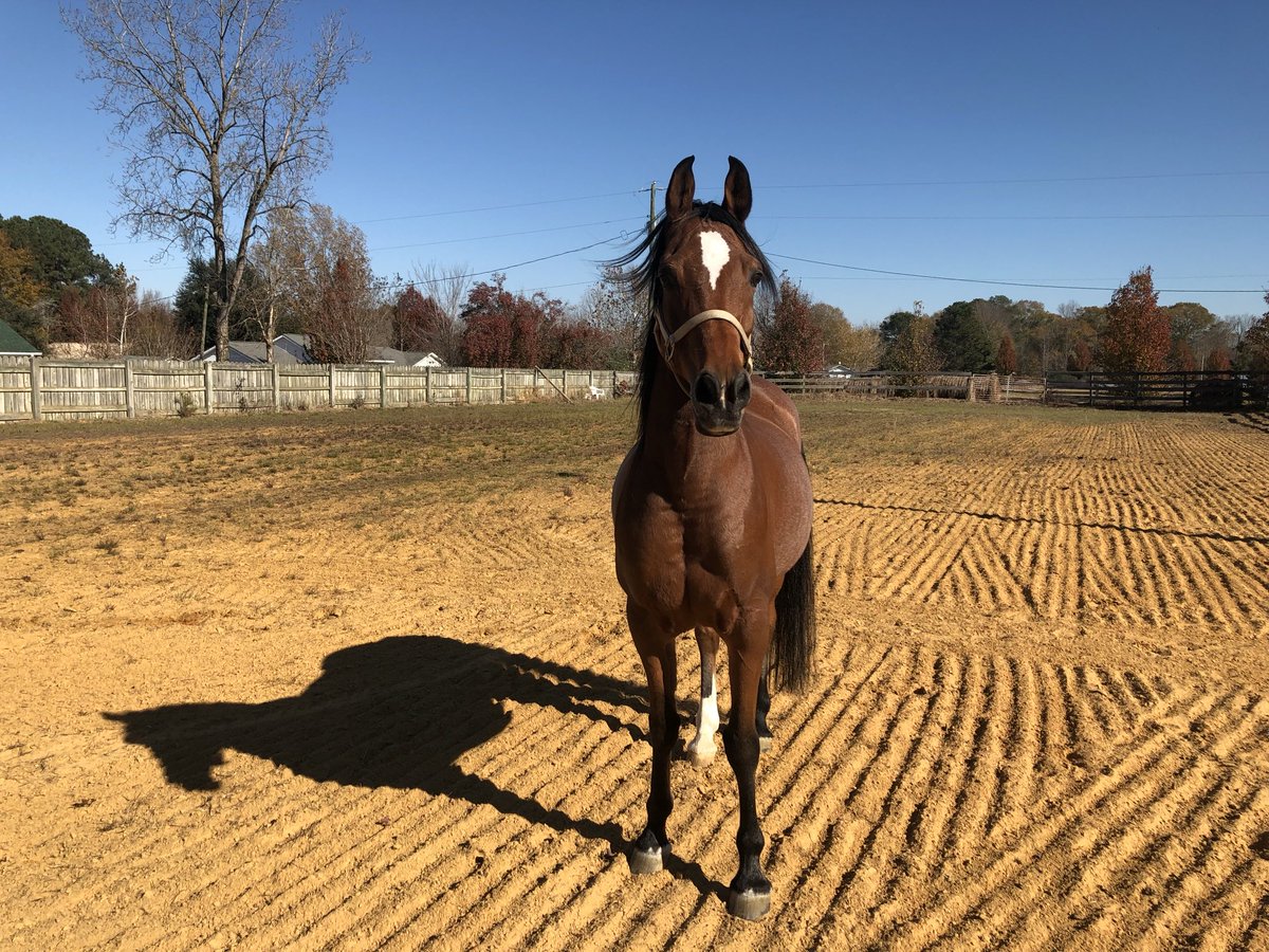 tiff 🌙🪲and RU🐴 tweet media