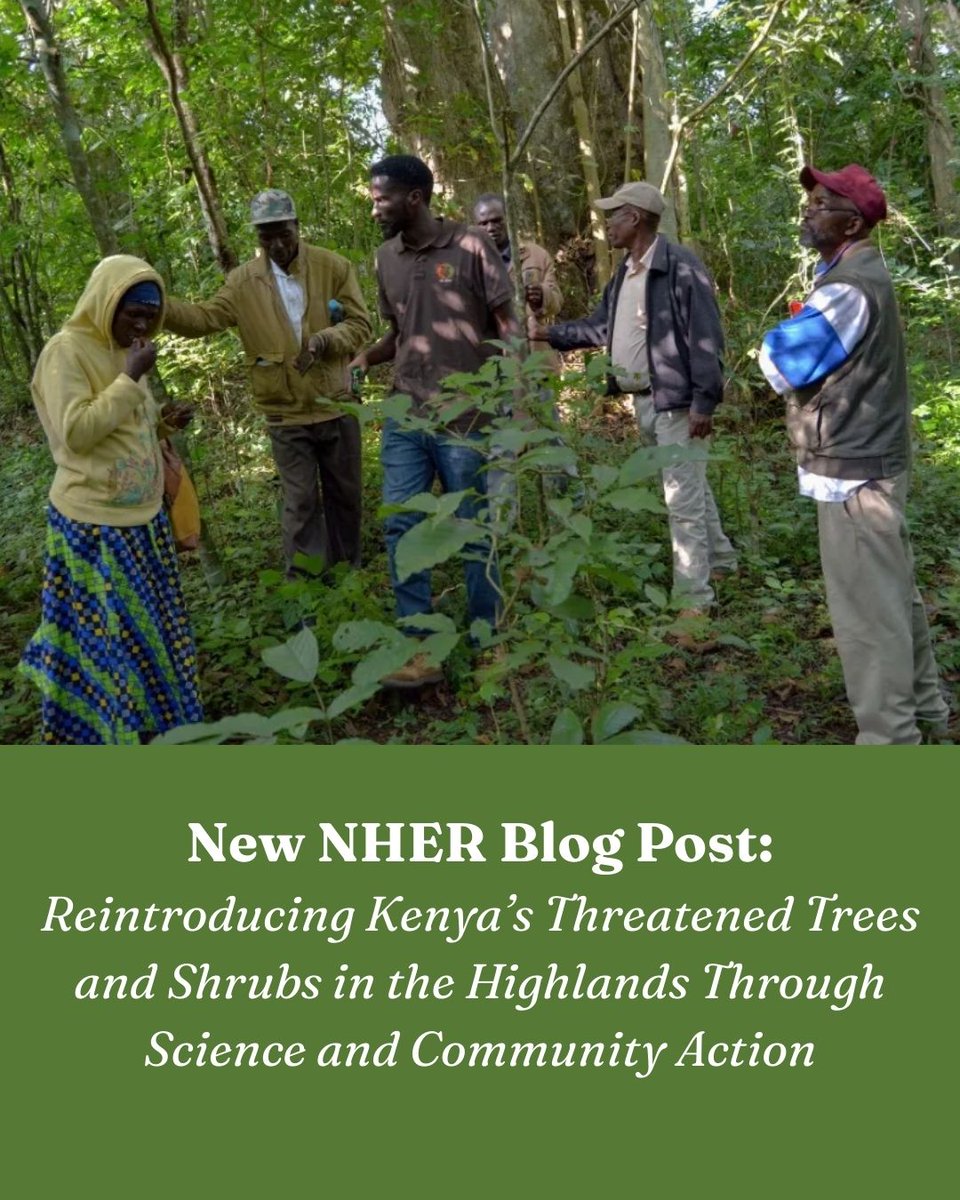 EcoHealthNet's tweet photo. In Kenya and across the globe, native plant diversity is declining in a way that changes ecosystems and the services they provide. In the latest installment of NHER, Tobin Mutiso and Andrew Gichira explain how they engage communities to restore species in the Kenyan Highlands. https://t.co/mGvXM78enO