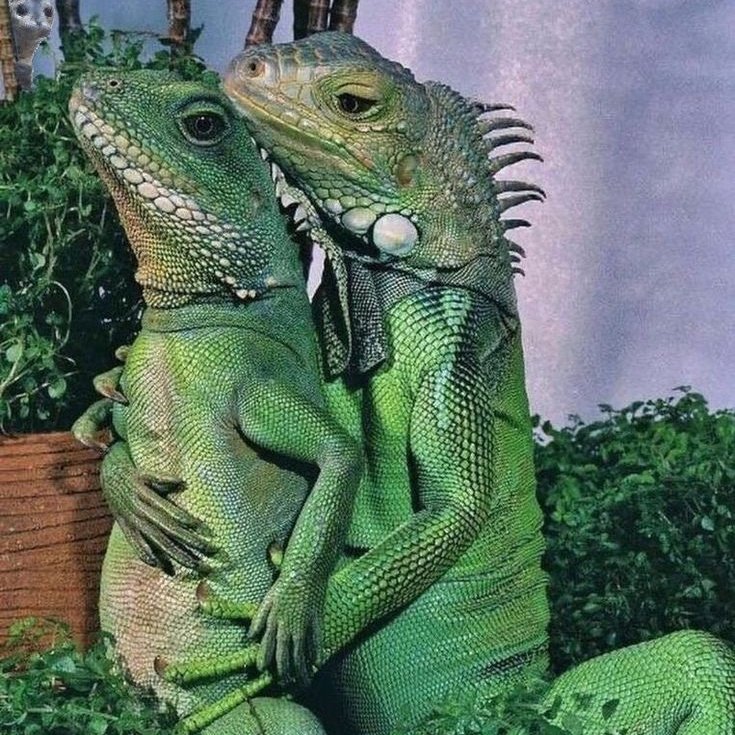 ؘ (@filmscarlet) on Twitter photo 