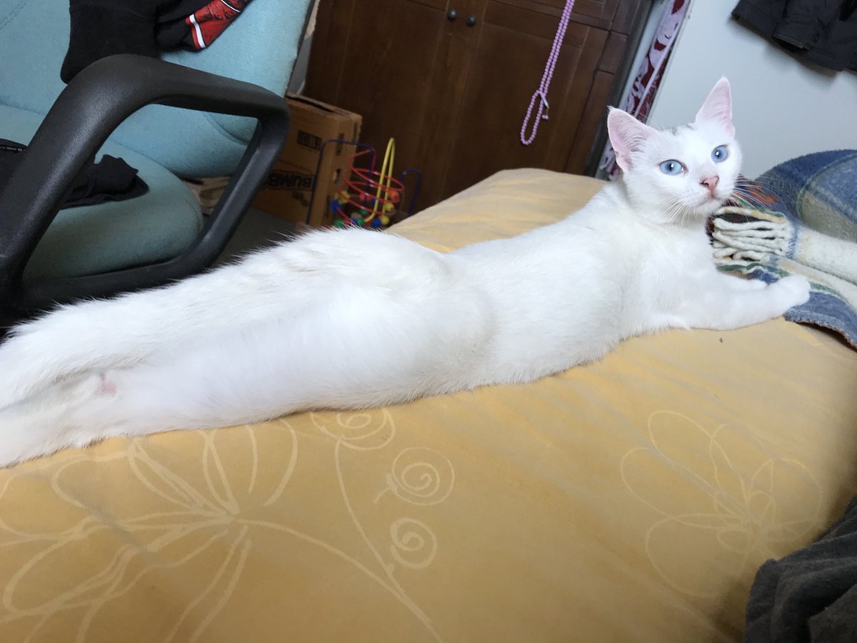 sakuraitobu's tweet photo. kedimin manken kedi diye biliniyor olmasi.... gururlandik vallahi✍🏻✍🏻✍🏻 https://t.co/Q9V8wJz11g