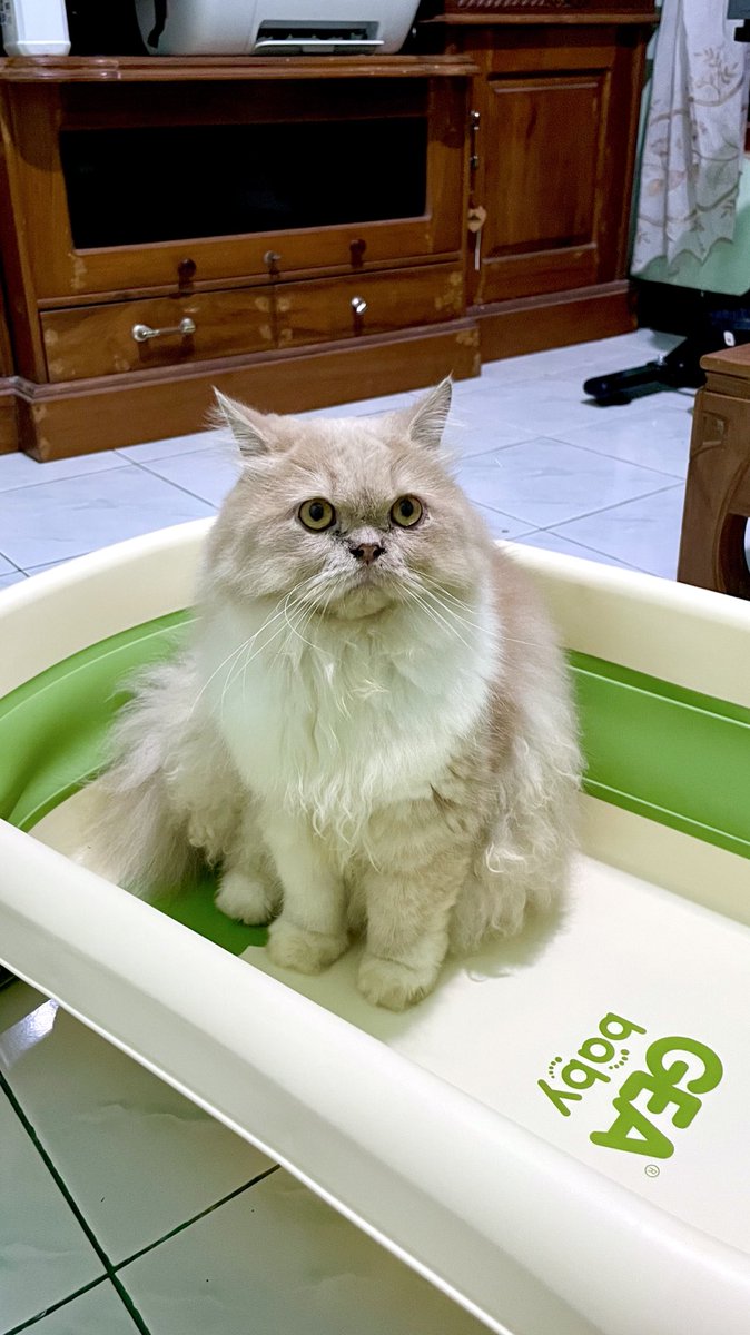 ANIMALFESS 🐾 tweet media