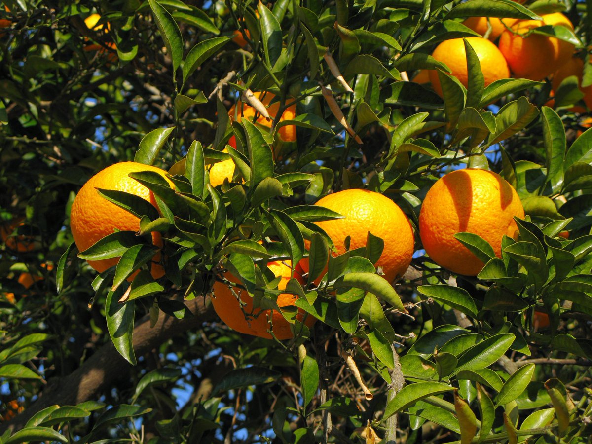 뀰🍊 tweet media
