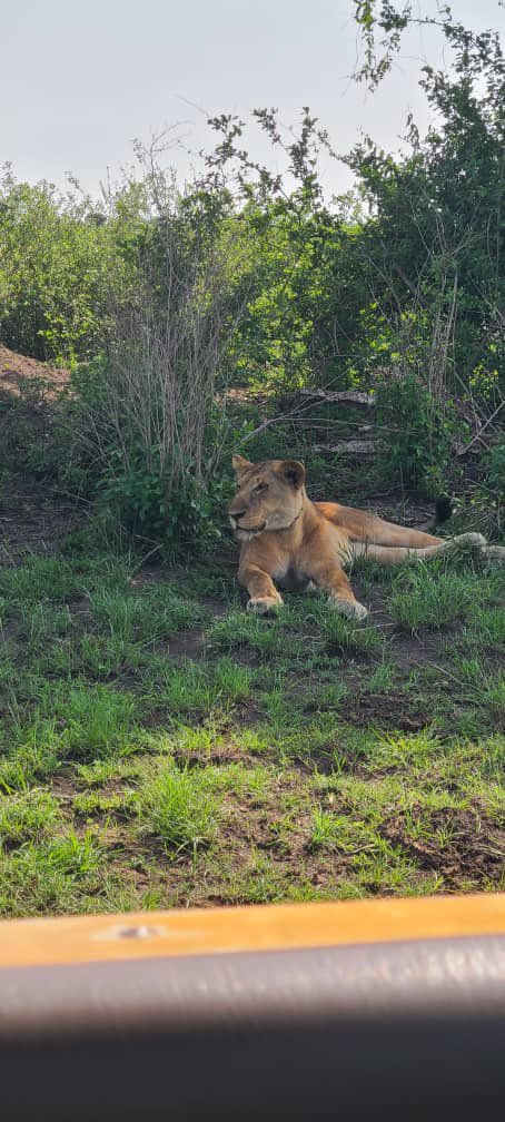 ecoadventuresug's tweet photo. Safari in Queen Elizabeth National Park in open sided vehicle is one of the best to see the wildlife in Uganda including seeing all the big 4 animals. 

#Travel #VisitUganda #Travelphotography #beautifuldestinations #beautiful

Book your Uganda Safari with us @ecoadventuresafaris 
https://t.co/KRDwMVIrQw