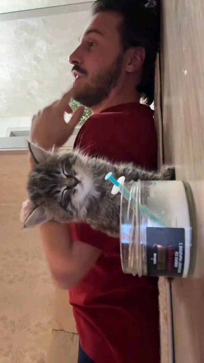 Cat is Amazing 🐈‍⬛ (@amazingcatss) on Twitter photo 