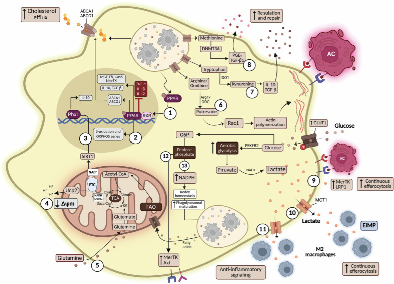 CDD press tweet media