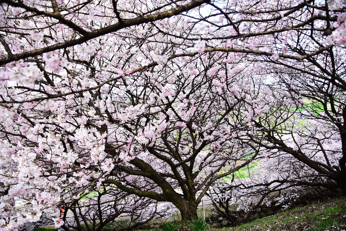 南足柄の春めき桜巡り
#春めき桜 #南足柄市 #一ノ堰ハラネ