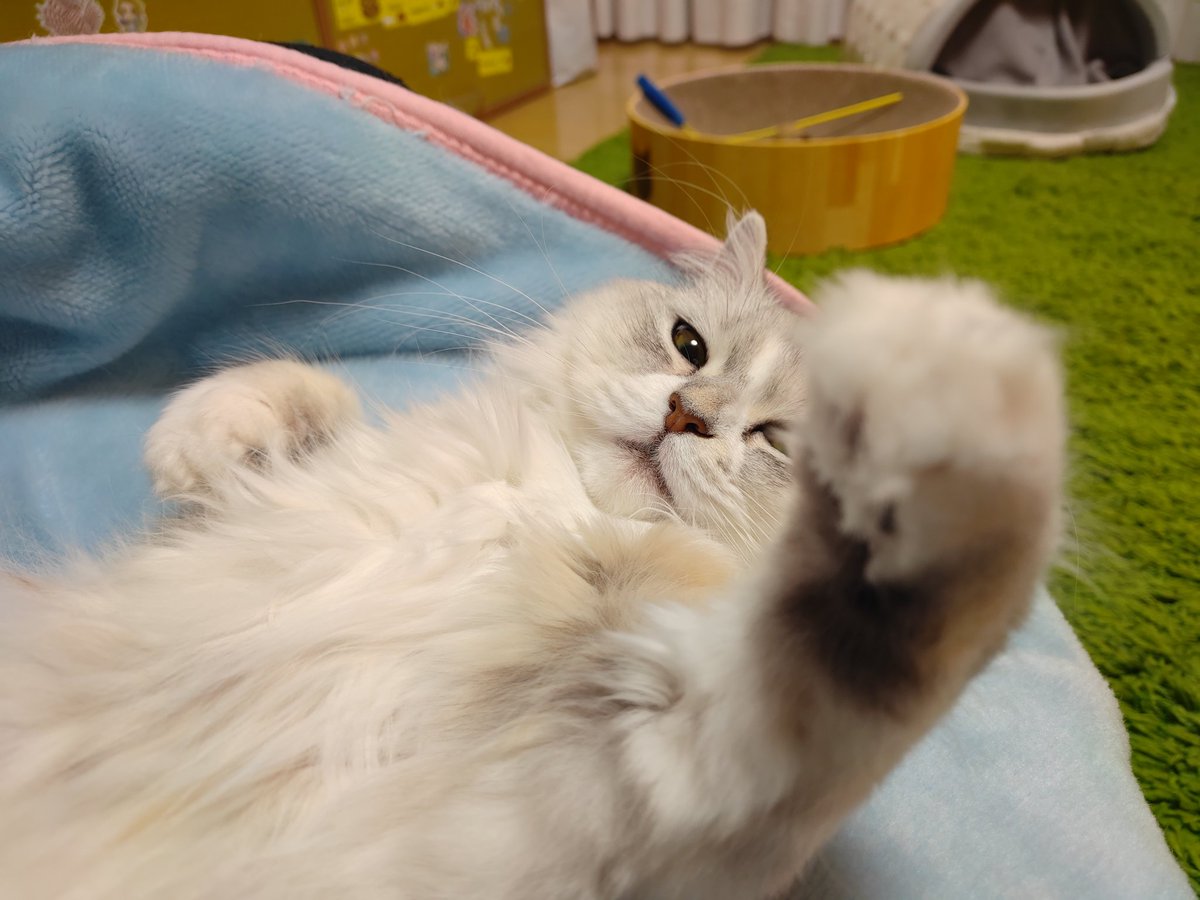 himaichiro's tweet photo. グータッチ🐾
＃猫
＃マンチカン https://t.co/YRbj14hxnM