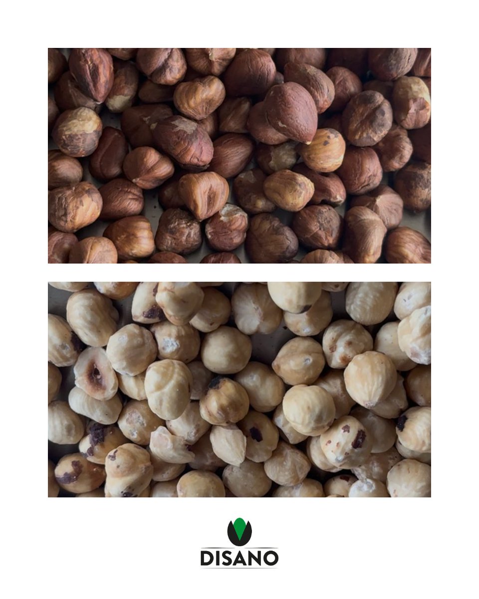 prodottidisano's tweet photo. Le Nocciole Disano rappresentano l'eccellenza nel settore della trasformazione professionale. Grazie a processi di selezione rigorosi e tecniche di tostatura a temperatura controllata, garantiamo standard organolettici costanti per l'industria dolciaria e l'alta pasticceria. https://t.co/j8B3ZZWUGY