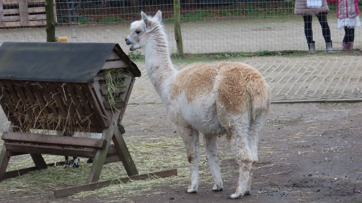 MvStuijvenberg1's tweet photo. #StadsSafari 
#Nandoe 
#Alpaca, 1 vd 2 is hoogzwanger, maar welke?
#WalliserSchwarznase gok ik, een bergschaap https://t.co/WK7pWwuA6s