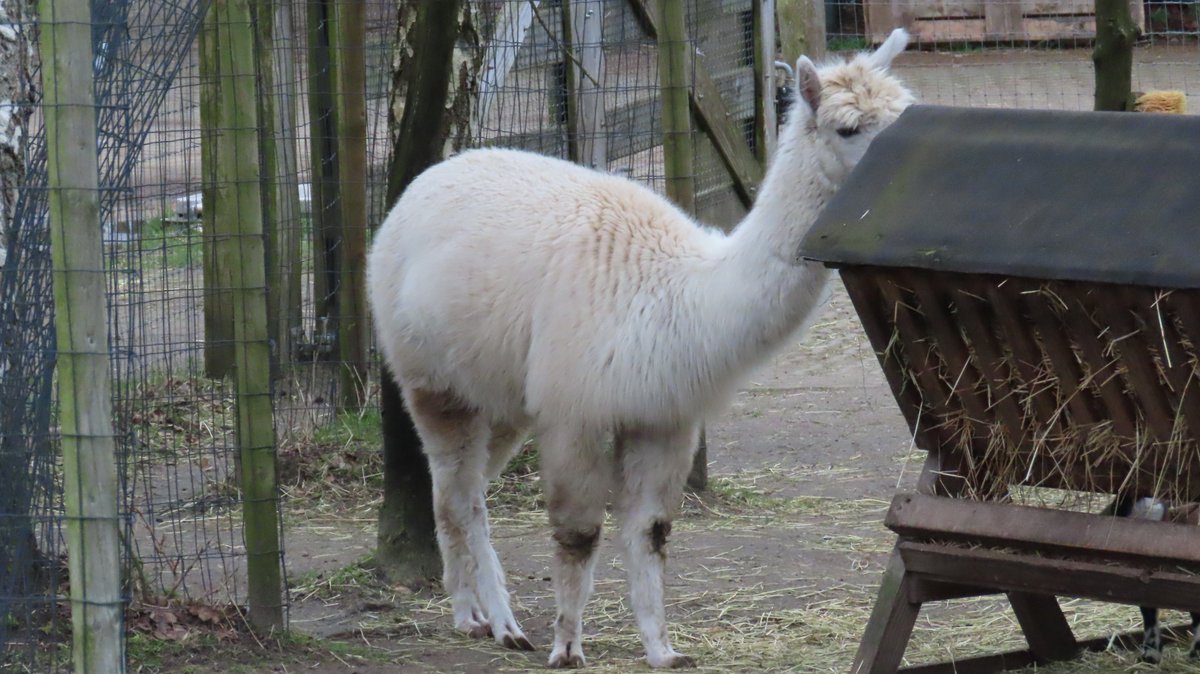 MvStuijvenberg1's tweet photo. #StadsSafari 
#Nandoe 
#Alpaca, 1 vd 2 is hoogzwanger, maar welke?
#WalliserSchwarznase gok ik, een bergschaap https://t.co/WK7pWwuA6s