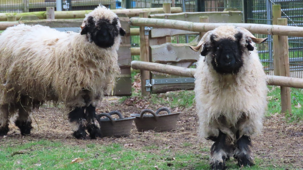 MvStuijvenberg1's tweet photo. #StadsSafari 
#Nandoe 
#Alpaca, 1 vd 2 is hoogzwanger, maar welke?
#WalliserSchwarznase gok ik, een bergschaap https://t.co/WK7pWwuA6s