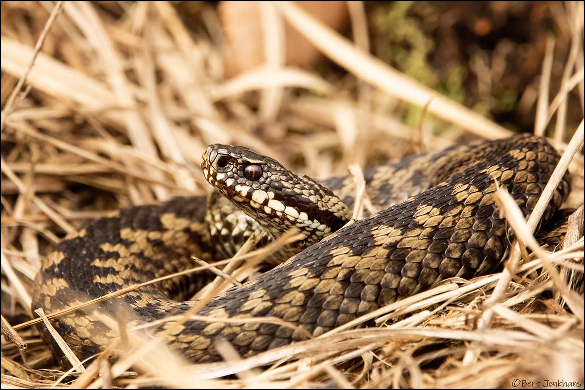 Bert Jonkhans tweet media