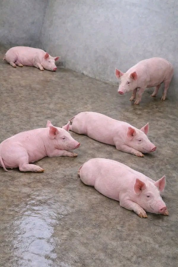 Maame Efua 🦋 tweet media