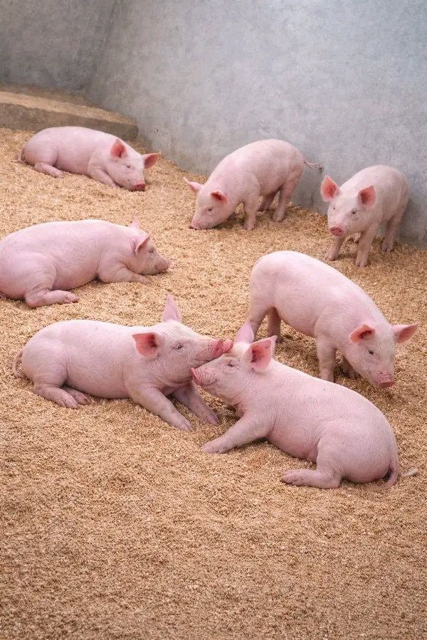 Maame Efua 🦋 tweet media