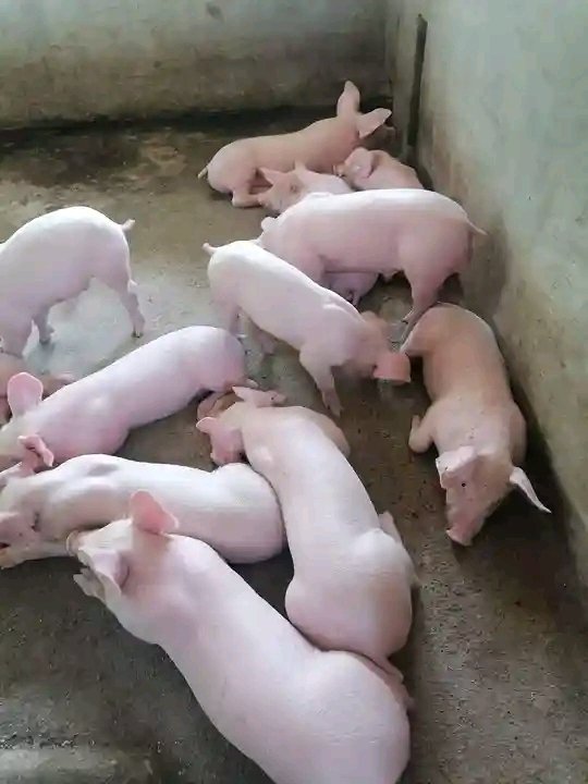 Maame Efua 🦋 tweet media