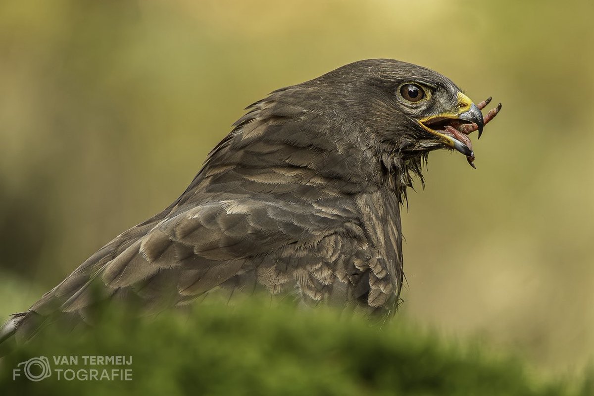#buizerd #buzzard #roofvogel #buteo #vogelfotografienederland #natuurfotografie_nl #derooijfotografie #wildlife #nikon #zoomnl #nationalgeographic #photooftheday
#instagood
#nofilter
#tbt
#igers
#picoftheday
#nature
#swag
#lifeisgood #mooistefotovannederland #mooistefotovandedag