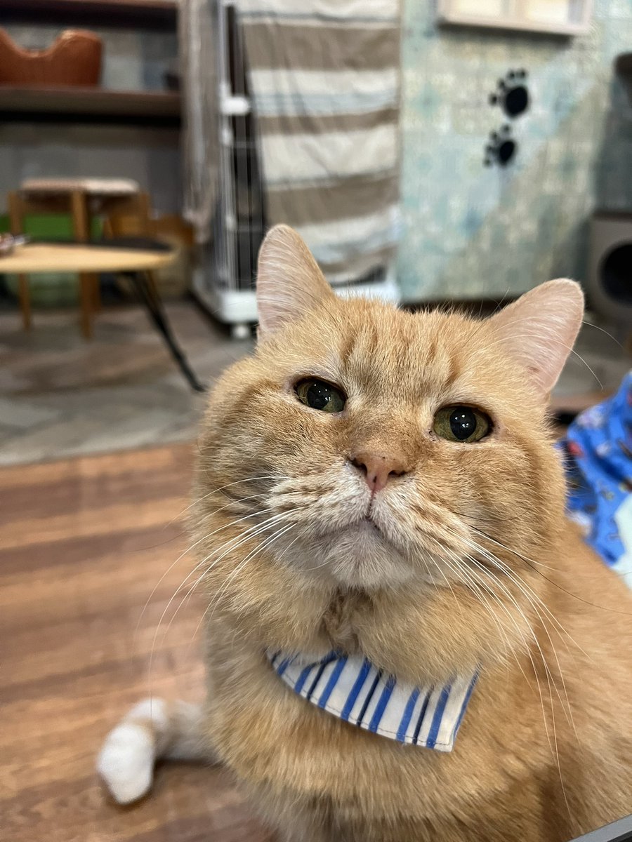 ハヤカワ tweet media