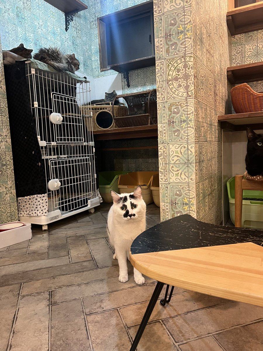 ハヤカワ tweet media