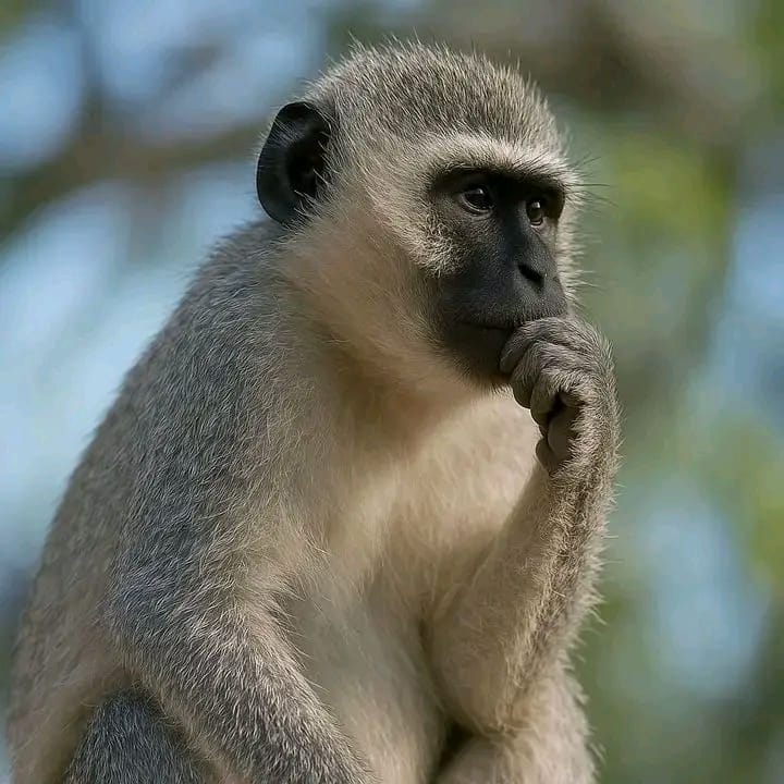 Lakini nashangaa hawa small wigs hawataki kufollow back.50 sojas wekeni handles. MGAZA HAPA HAJAWAIKOSA KUFOLLOW BACK JARIBU