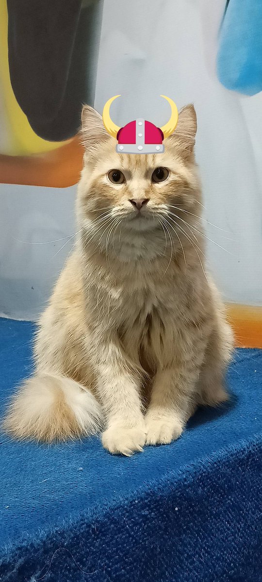 キャットレジェンズ – かわいい放置RPG tweet media