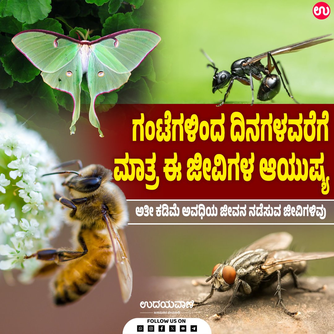 udayavani_web's tweet image. ಕೆಲವು ಗಂಟೆಗಳಿಂದ ಹಿಡಿದು ಕೆಲವೇ ದಿನಗಳವರೆಗೆ ಮಾತ್ರ ಬದುಕುವ ಈ ಜೀವಿಗಳ ಜೀವನಗಾಥೆ ನಿಜಕ್ಕೂ ರೋಚಕ :- uvnews.in/tek8hji

#Udayavani #creatures #lifespan #mosquito #housefly #workerbee
