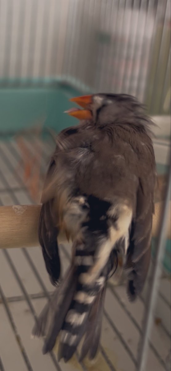 soranbu's tweet photo. おまけ https://t.co/Z2QHEcf8vv