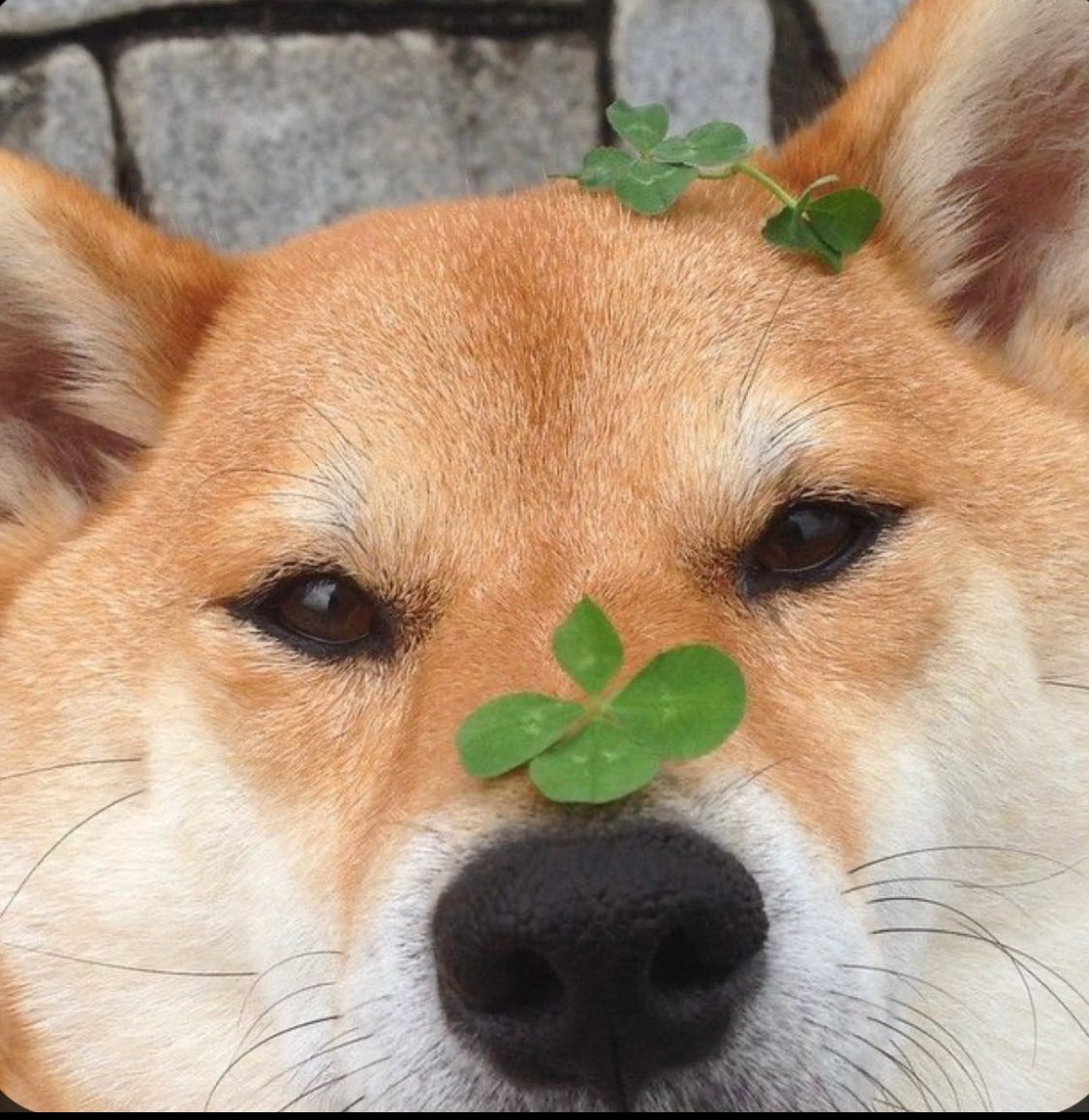 The Under Doge tweet media