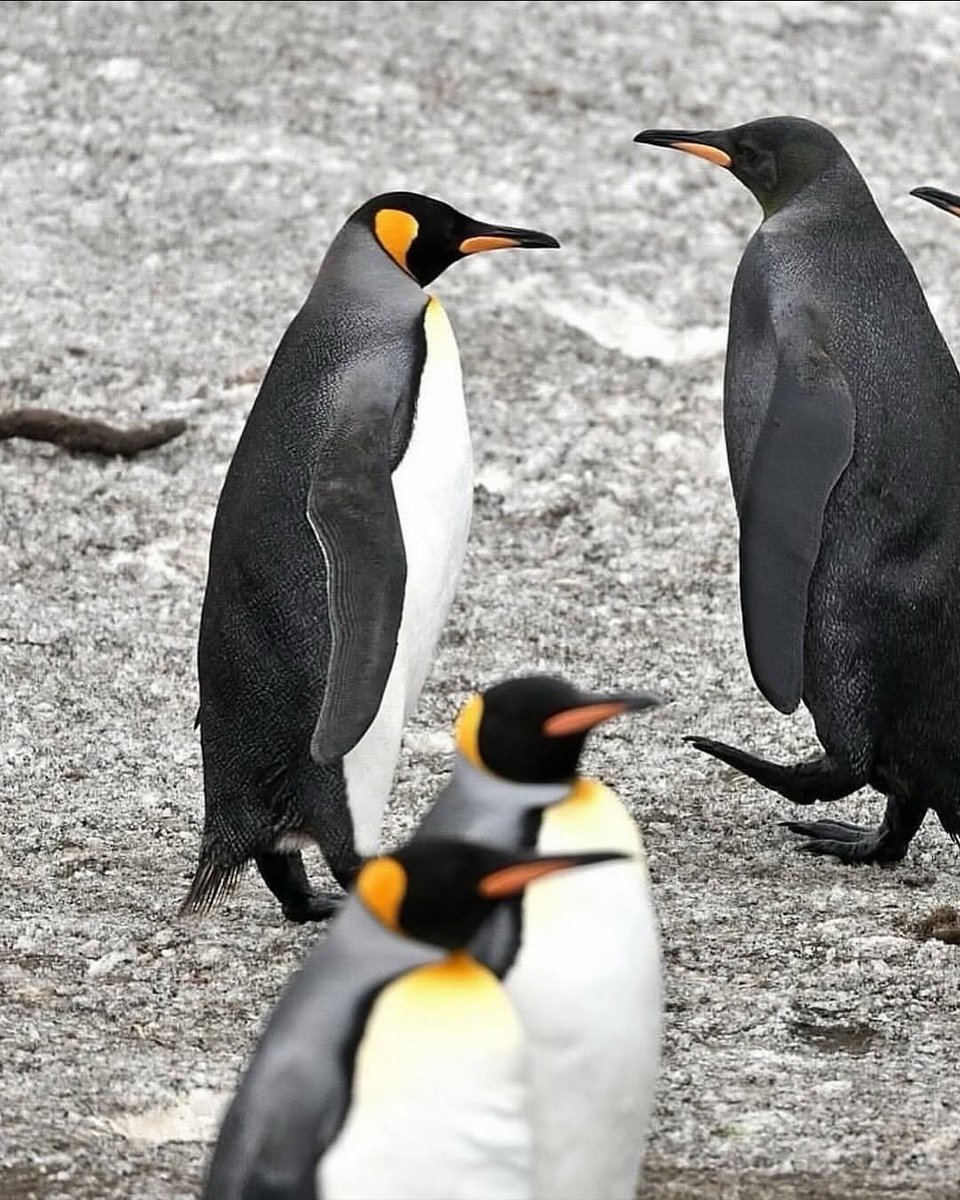 I S A B E L A ッ #LJSDV 🦋 tweet media