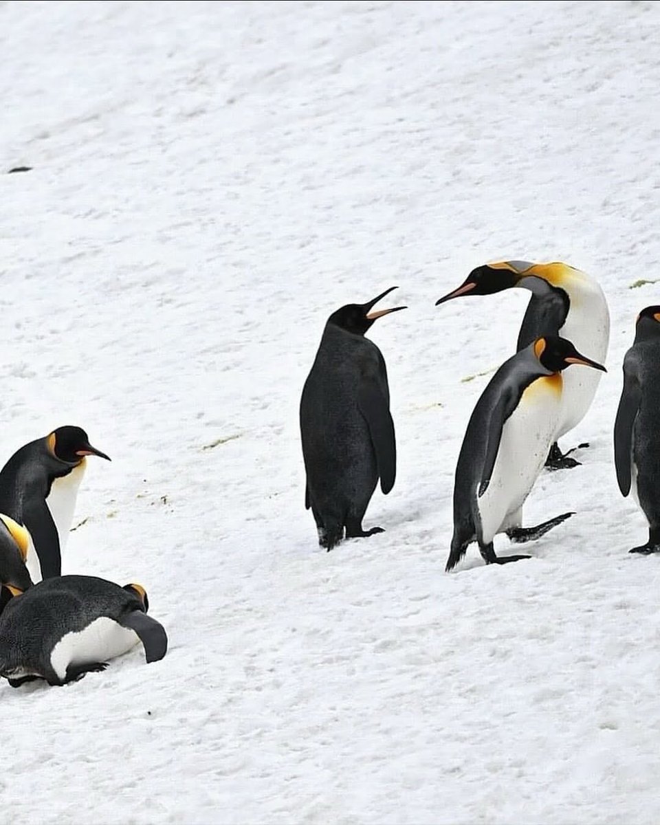 I S A B E L A ッ #LJSDV 🦋 tweet media