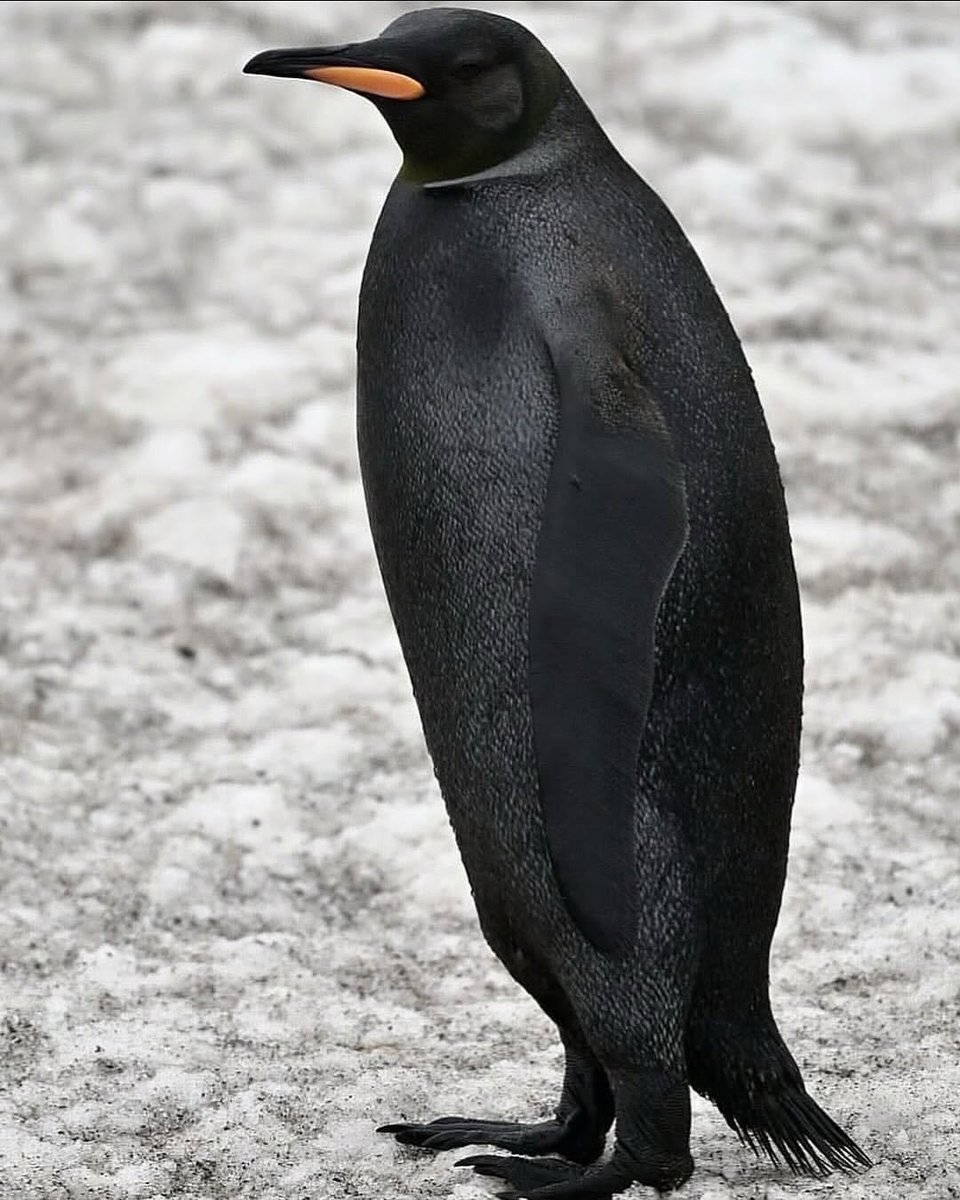 I S A B E L A ッ #LJSDV 🦋 tweet media