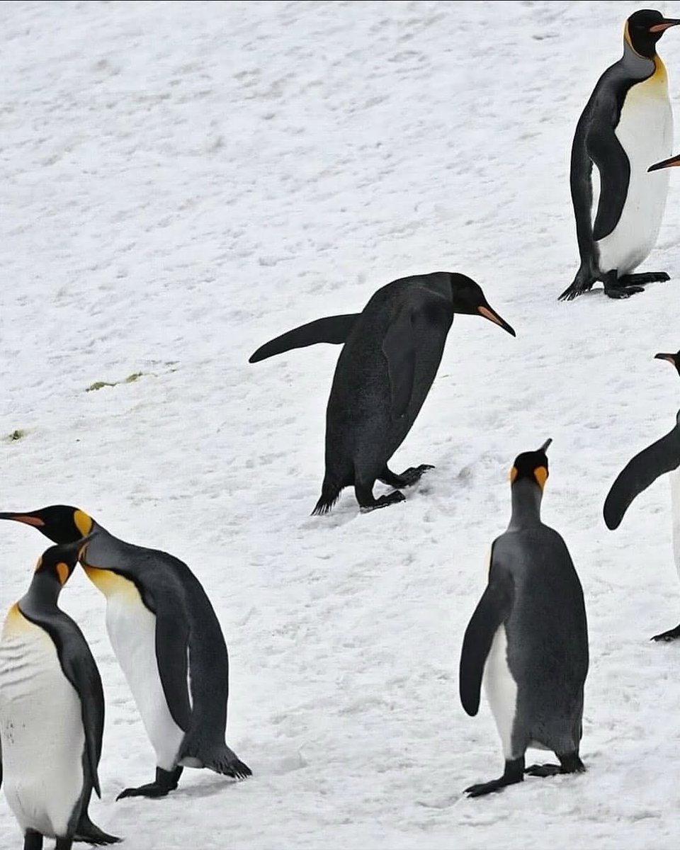 I S A B E L A ッ #LJSDV 🦋 tweet media