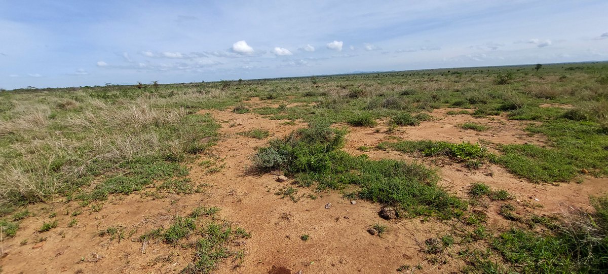 FAO in Uganda tweet media