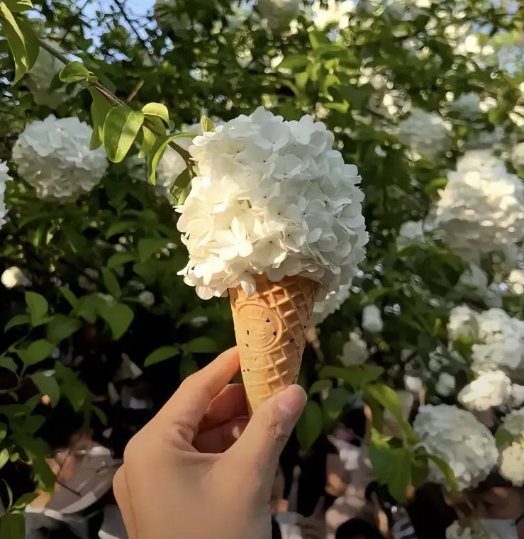 echoesyolo's tweet image. 绣球冰激凌
花瓣在融化
Hydrangea ice cream —petals melting.
#春日限定 #SpringLimited