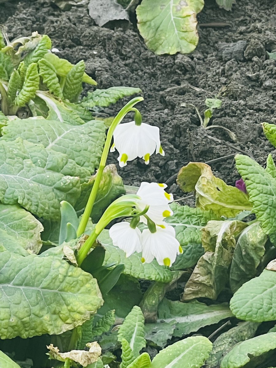 Robert G. tweet media