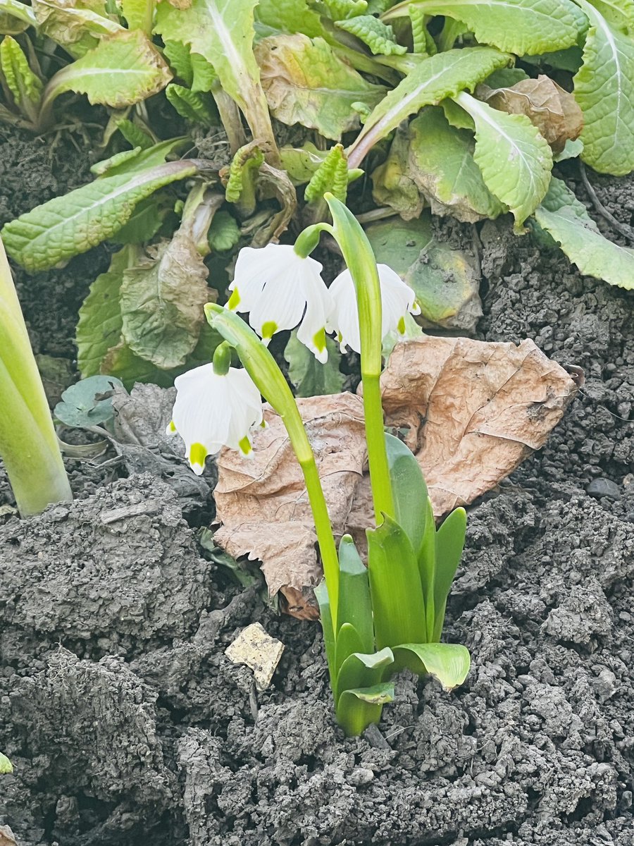 Robert G. tweet media