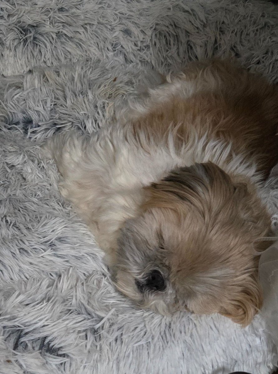 My little guy was recently diagnosed with imha. #ImTheLuckyOne because he's still with us but the vet bill was huge. He's worth every penny though!!!