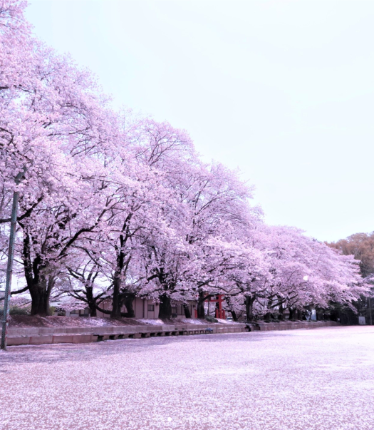 麗Yer's ®️コスプレ撮影イベント tweet media