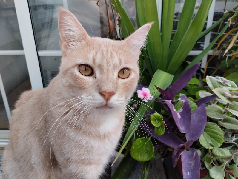 AdopFelinasVLC's tweet image. Está claro que #CHAI se siente en modo primavera absoluto 🌸🌺🌻
adopcionesfelinasvalencia.es/gatos-en-adopc…