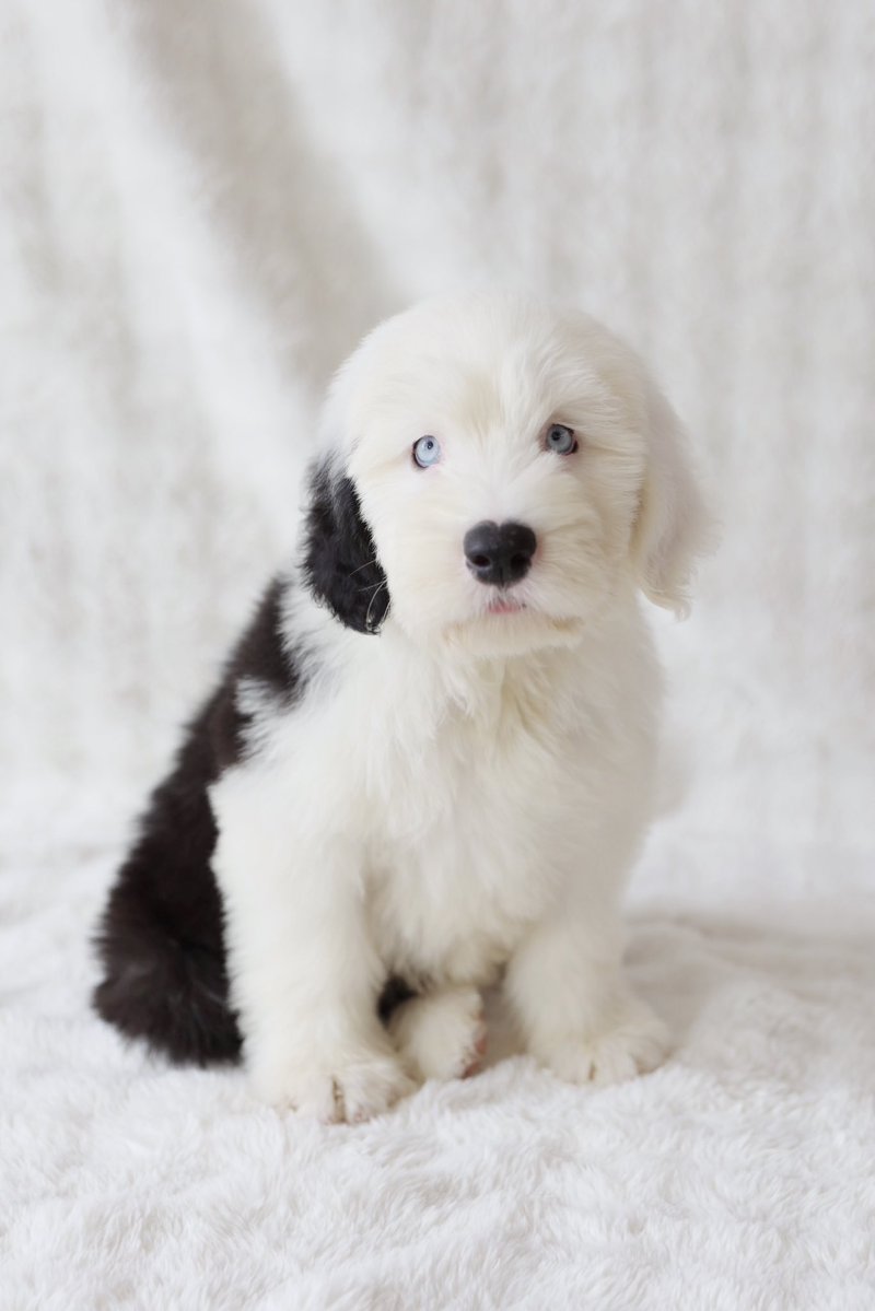 大型犬カフェGRAND MOU《ぐらんむー》 tweet media