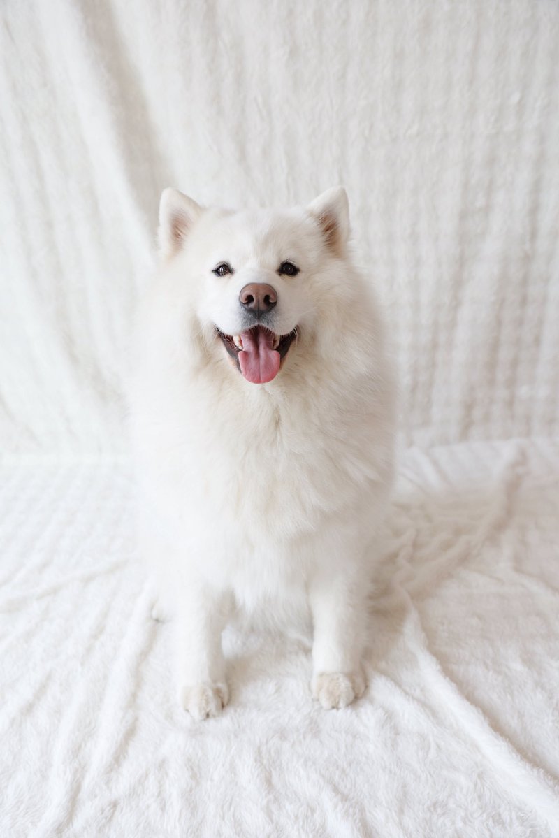 大型犬カフェGRAND MOU《ぐらんむー》 tweet media