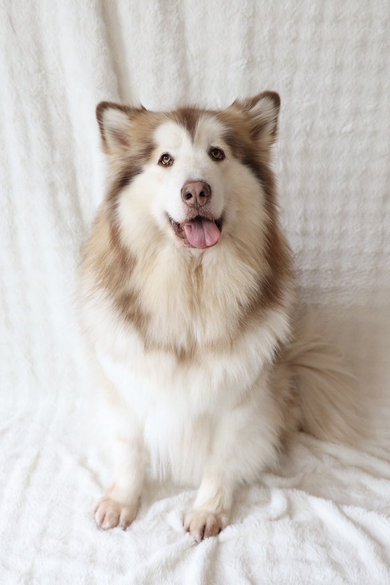 大型犬カフェGRAND MOU《ぐらんむー》 tweet media