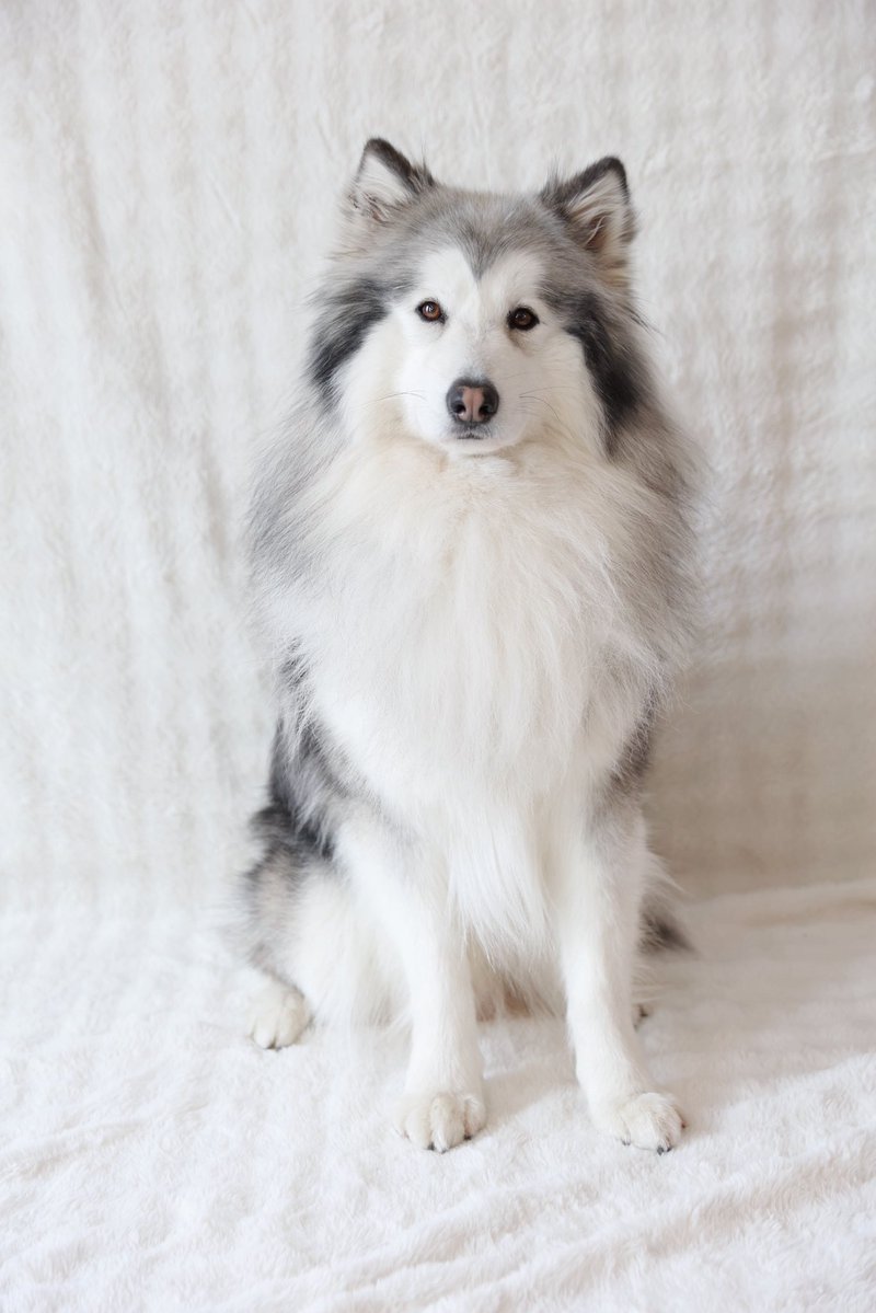 大型犬カフェGRAND MOU《ぐらんむー》 tweet media