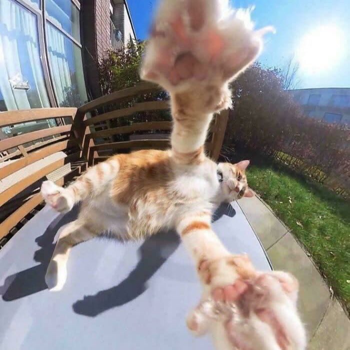 poorly drawn cats tweet media