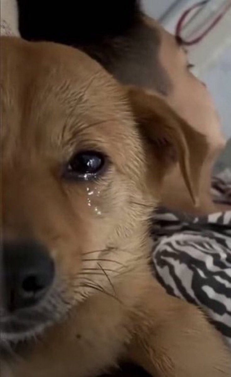 sdd de quando eu tinha tempo de tirar um cochilo durante o dia