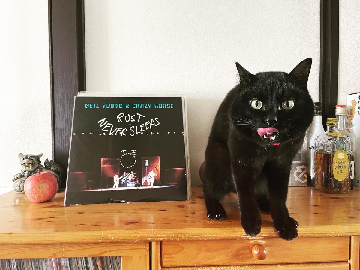 猫別府 tweet media