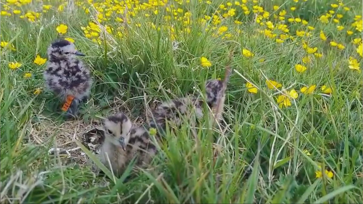 Victoria Whittam tweet media