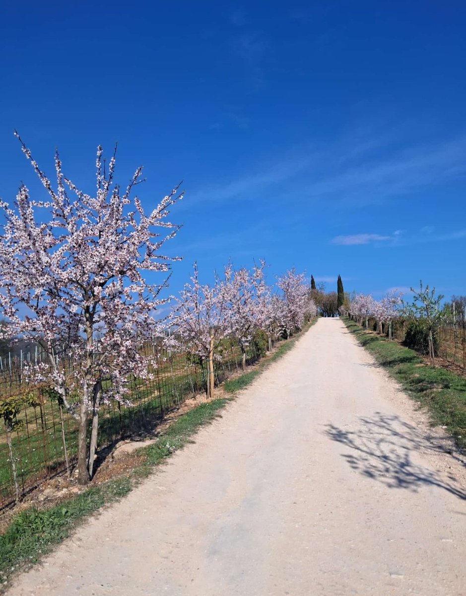 🌸 i mandorli in fiore 🌸...Colli Euganei 🌸