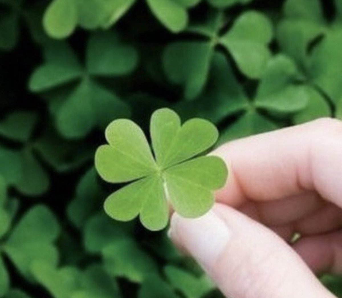 Melanie Korach🇨🇦 tweet media